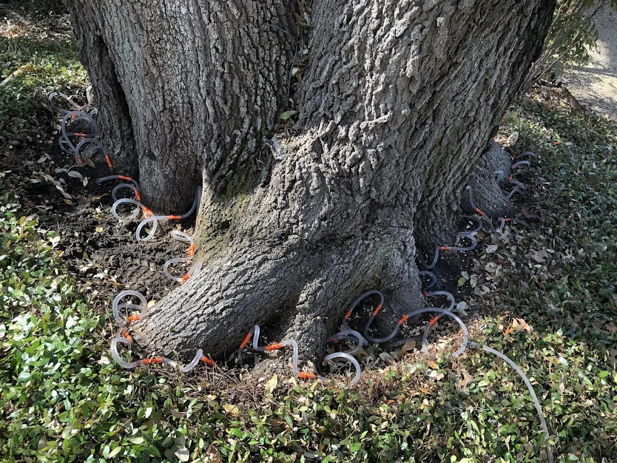 Detailed Shrub and Hedge Trimming job site in Eva