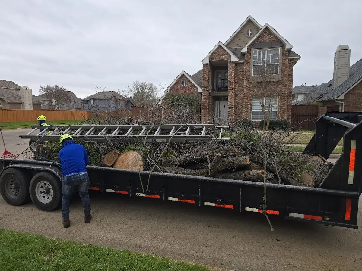 Expert Tree Removal with proper safety equipment in Eva